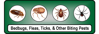 Bedbug Exterminate Spiders Fleas