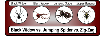 Black-Widow-Spider