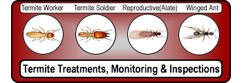 Termites and Wood Destructive Pests